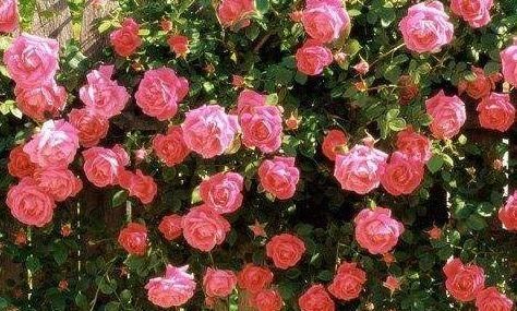  [金灿灿]喜欢玫瑰，不如首选“珍贵玫瑰”假日公主，花开金灿灿，活力十足