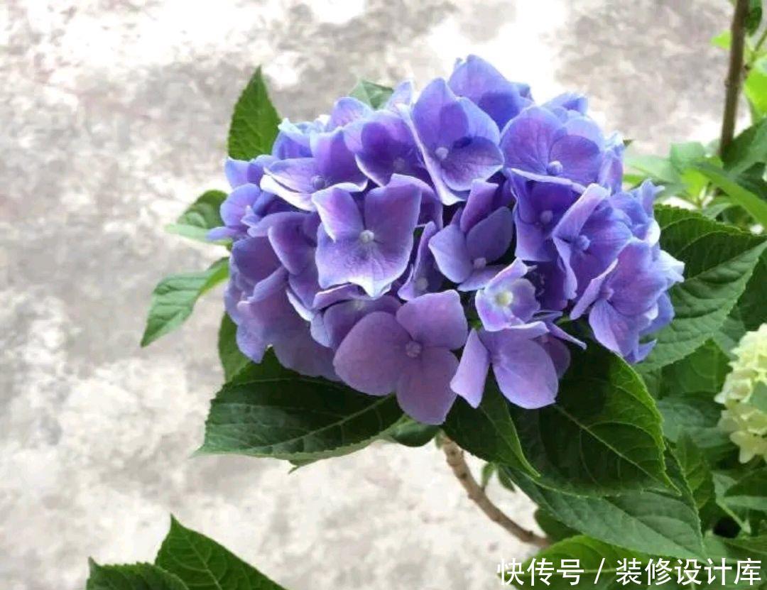 「绣球」绣球花常见的5个黄叶原因,搞懂了,绣球花开花爆盆成老桩