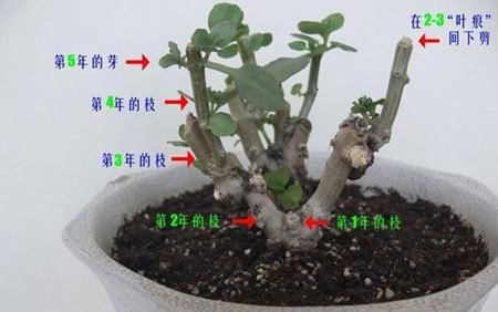  [老桩]5年养成老桩，1次开100朵，只要每个月放1勺，长寿花开不停