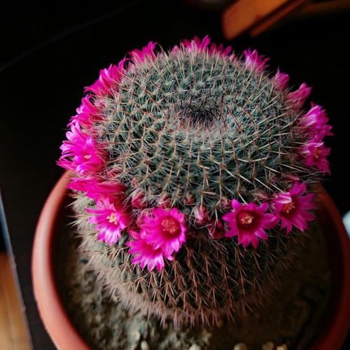  [随便]家里种这几朵花，随便一晒，四季爆花球，打造阳台小花园，内敛美