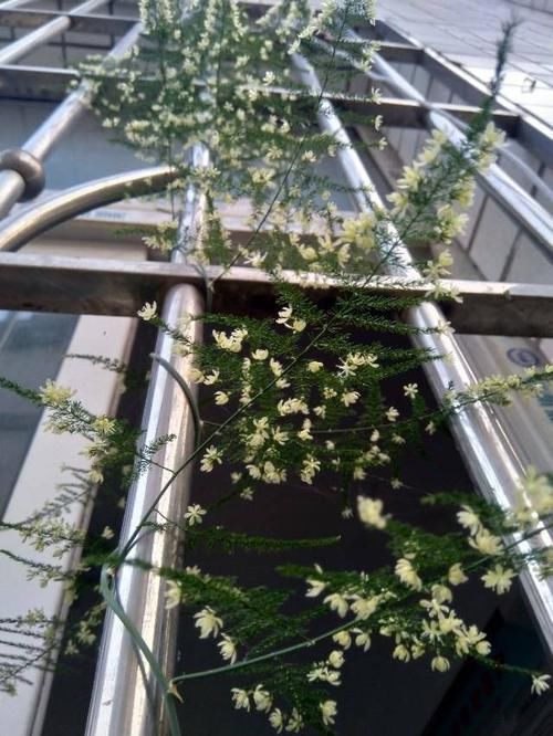 『开出』百年难得一见,养了十年的文竹,开出金花结出玉果,真是高手