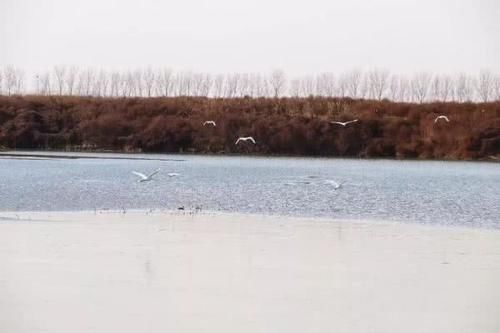  【白鹳】成群白鹳和野鸭来到山东这个湖过冬