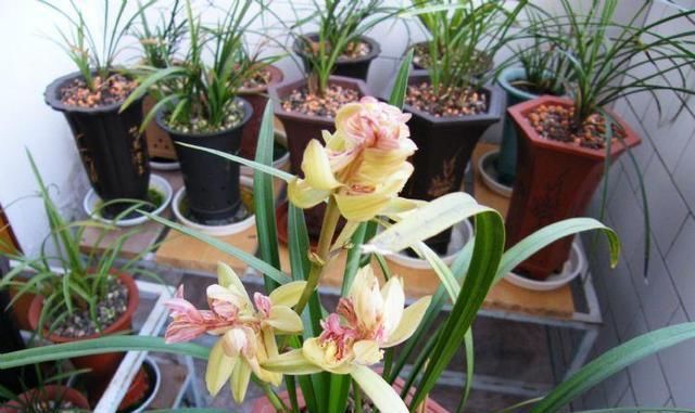  『便宜』这款兰花,花型俏丽,姿态优雅,便宜还好养,是家居盆栽的首选!