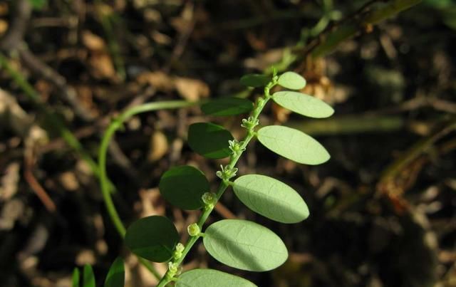  「植物」农村的这种野草,长满小珍珠价值很珍贵!你见过它吗?