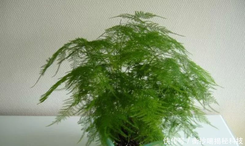  小妙■养花小妙招，花开爆满盆