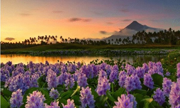  【创造力】原来的入侵物种“水葫芦”，现在都去哪了？中国人太