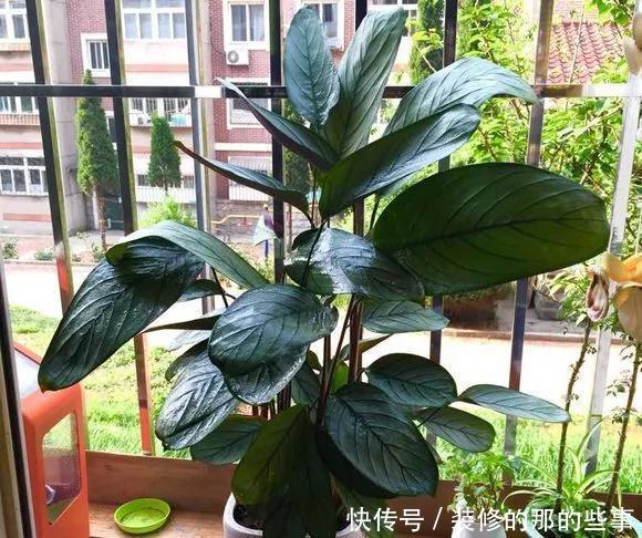 「阳光」这5种叶子花,命贱好养,没阳光也能长好!叶子比花好看