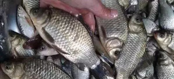 『莫不』只要5个蛋,能把整个鱼塘钓光光,莫不信,新手用了一天钓258斤