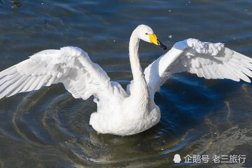  「威海荣成天鹅湖公园」从西伯利亚飞过来的大天鹅，与国内的天