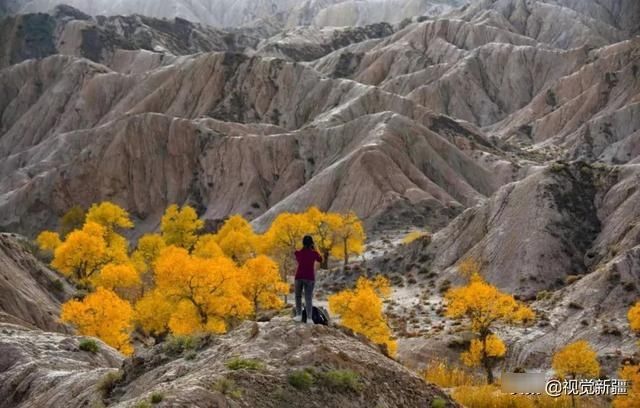 大山 沙漠 湖泊 金胡杨是大自然最完美的构图