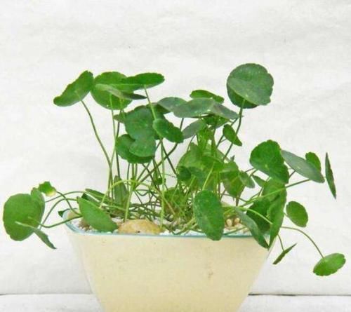  「适合」这2种花草，不用费心管理，也能旺盛生长，适合新手养护！