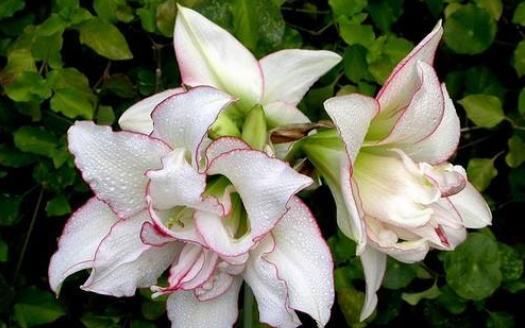  养花■养花就养这5款小花，花色艳花量大，客厅养几盆，花型独特又美观