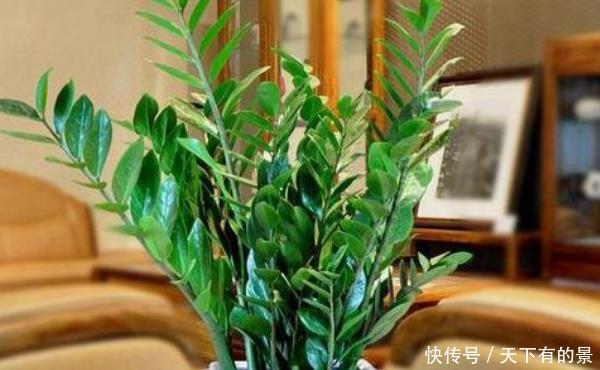  「老师傅」家中有“4种”树，耐旱又好养，财源滚滚来，老师傅一看就懂！