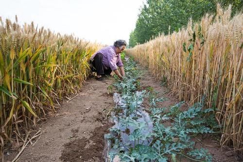 农村奶奶年年种西瓜，吃不完赌气不卖，孙子做法成普遍问题