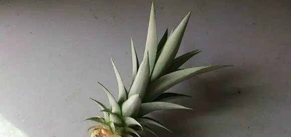  #好长#吃完的菠萝头别扔,种在花盆里,几个月后好长出大菠萝天天有的吃