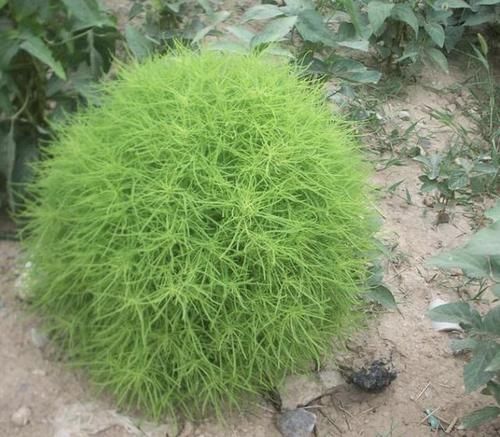  『植物』小溪边的1种野草，人称“扫帚菜”，枝叶能制作“扫把”，有价值
