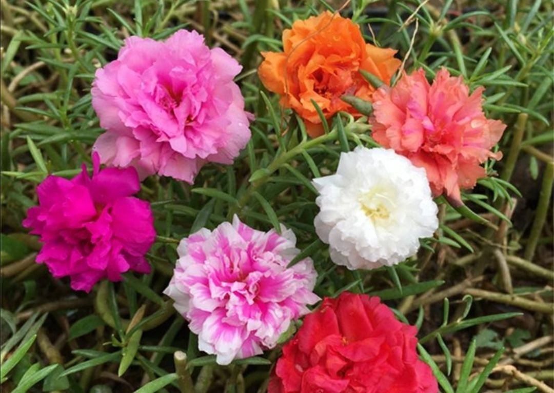  「生长旺盛」这“5种”花,再喜欢也要“狠狠晒”,越晒越开花,香味越浓郁!