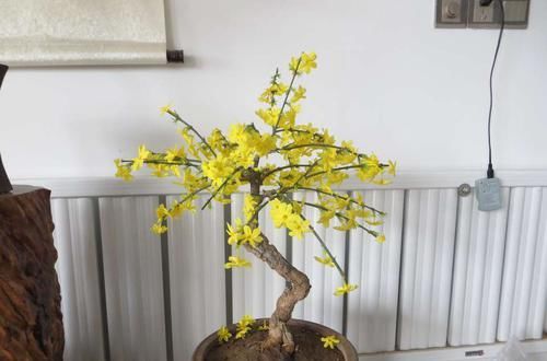 【迎春花】迎春花盆景剪光叶子会开花吗?舍得剪,换个位置,满树金黄全是花