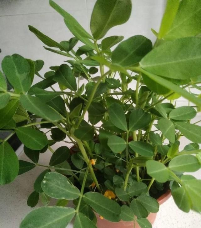  把花生米@她用几粒花生米，种出一盆大花生，冒出来的豆芽根忒好看！