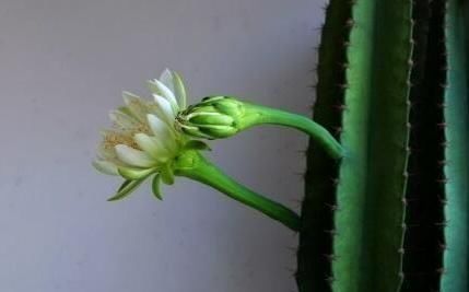  『植物』“一种植物”虽然长相不好，但净化空气一级棒，关键能“去煞气”