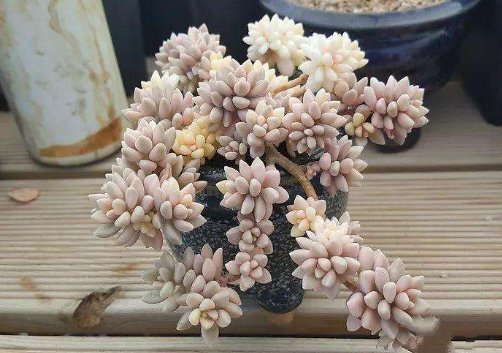  植物@最好养的这些多肉植物，越懒越心动，养开后肉嘟嘟的可爱