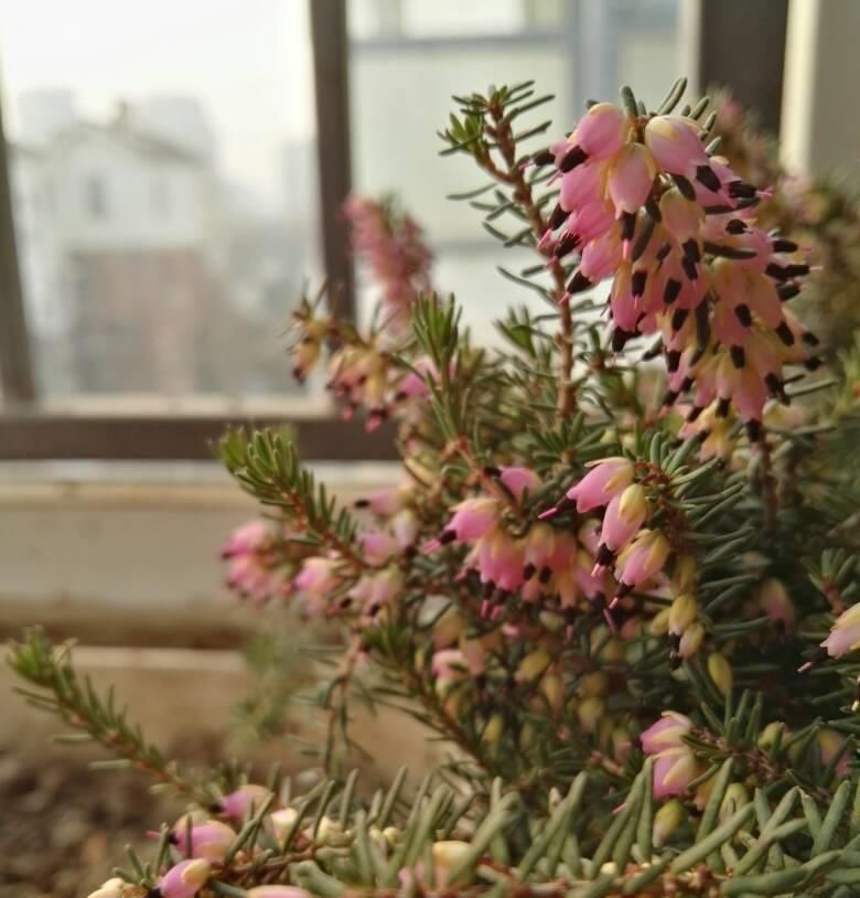  『冬天』最耐寒的观赏花卉，东北也能种，花色美丽花期长，冬季养花选它！