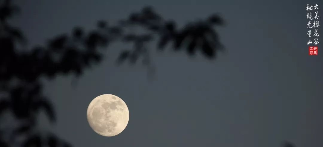 大美无量丨樱花谷的樱花又开了,未来20天,赏花正当时