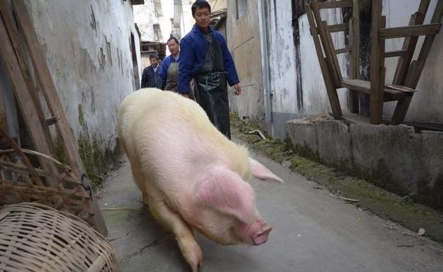 多地猪价出现上涨，进口猪肉成为香饽饽，养殖户该怎么办？