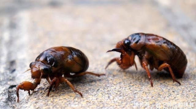  蚂蚁■农村的知了猴真的能吃吗？为什么洞里的蚂蚁不吃它呢？