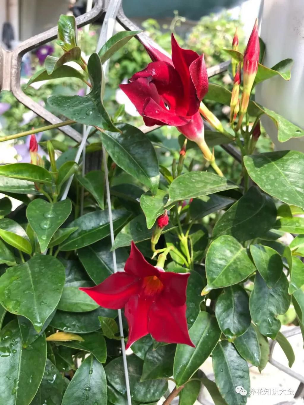  『朋友』我的小院我的花，一花一草都是我的好朋友！