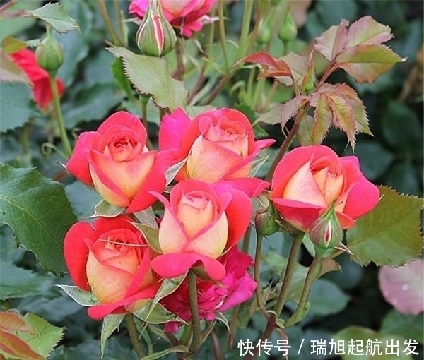 #种植的时#精品月季仲夏,花型唯美,清香优雅,在夏季开放的时候是最迷人的