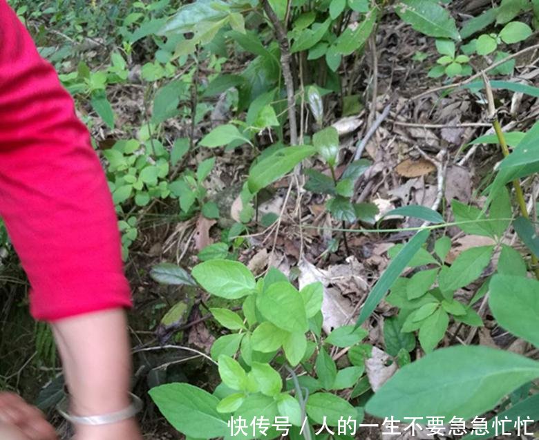 农民深山寻获六件“奇特宝贝”, 看看你能认识几种