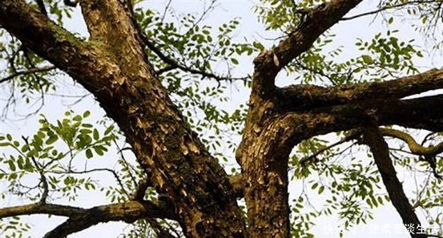  木材|农村这树常见，农民拿它当柴火烧，却不知其成材后价格比肩紫檀