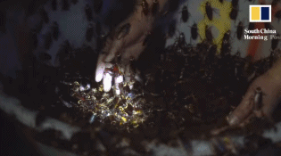  章丘区：这个恐怖工厂：养10亿只蟑螂，每天喂50吨饭（饭前慎入