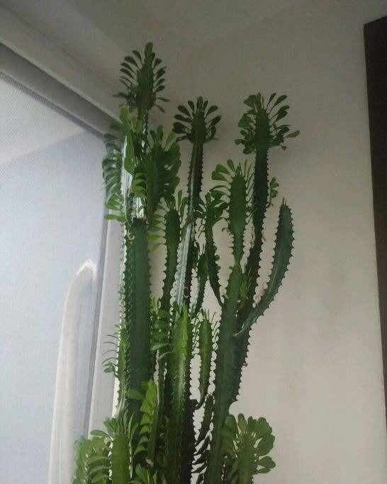  「特别」家里养这4种植物，旺财镇宅，净化空气又好看，养一盆特别值