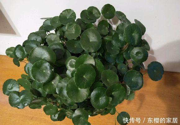  油绿■铜钱草叶子小？简单“2招”，叶油绿，越长越多，长成“小荷叶”