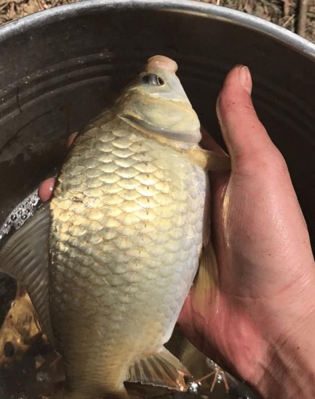 适合■一饵悬浮一饵触底很适合新手 ?这可错了,野钓根本不需要这样