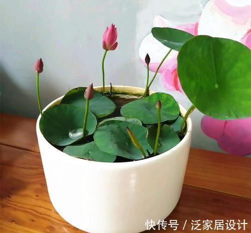 『漂亮』如何养护盆景,学会这“3招”,长势茂盛,姿态优美,越长越漂亮