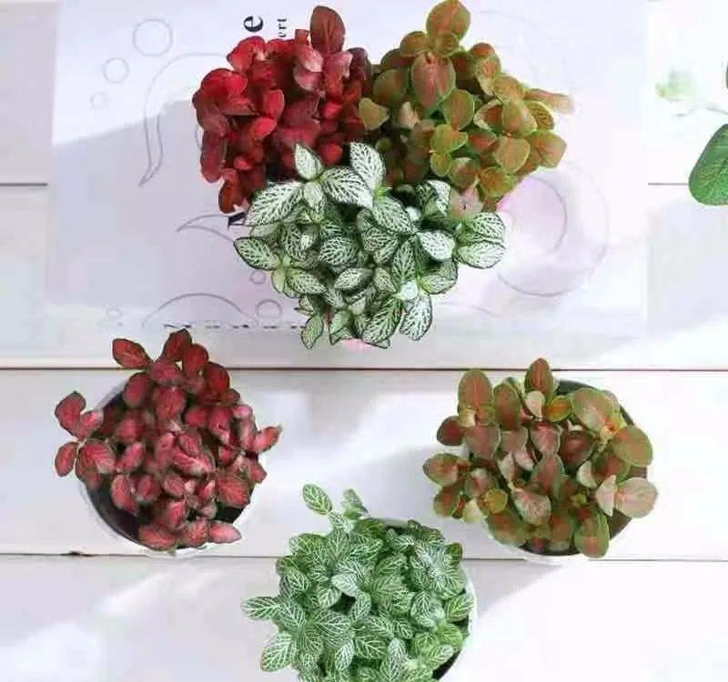  「喜欢疏松肥沃」八种不爱晒太阳的花，一晒就发蔫！