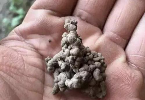 盆爆盆@“3种料”养花,花卉根系壮、叶片绿,养10盆爆盆“10盆”,值