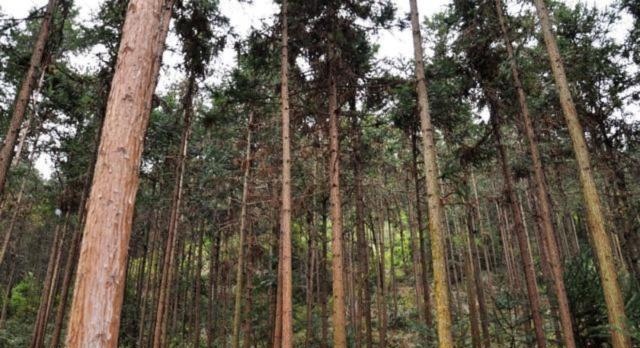 农民种植了6年的杉树，按一亩的面积计算，现在能值多少钱？