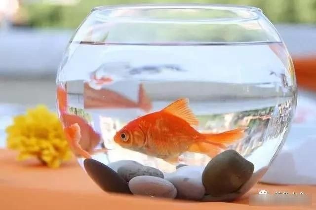  「减压」金鱼和绿罗真的很配，看了减压又养眼