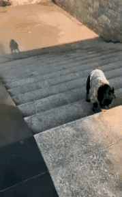 #GIF#爆笑GIF动态图:吓得我赶紧打了一套螳螂拳