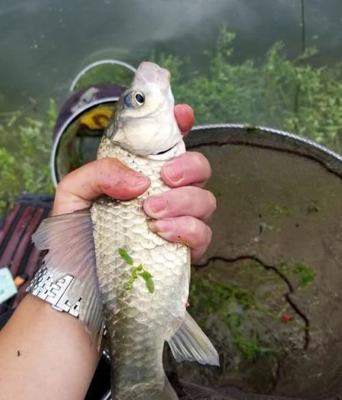  【失望】鱼不咬钩怎么办？用这4招调整一下，渔获保证不会让你失望