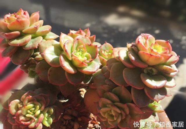  [牡丹]此种多肉状态好时，犹如盛开的牡丹，养护好易爆侧芽，精致迷人