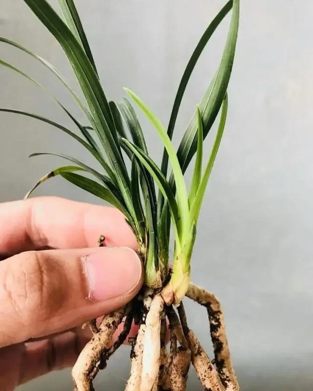 泡水|兰花不爱发新苗?用它泡水浇,新苗至少多“1倍”,根壮花满盆