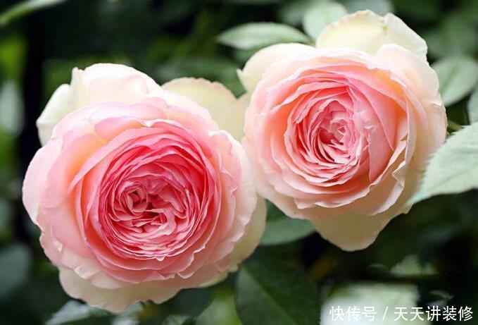 「喜欢」喜欢养护花卉,就选择开花量繁多,长势茂盛,花色绚丽的5种花卉