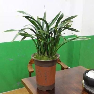  『越爆』这些花最讨厌太阳，越阴凉越爆盆，还能开满花