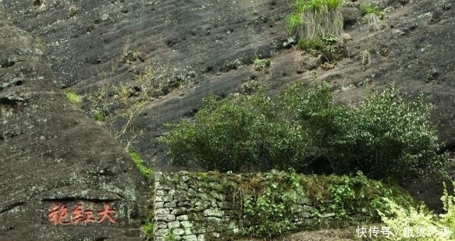  『电影』世界上最牛的5棵树，1棵常在电影里出现，一棵在中国，你见过吗