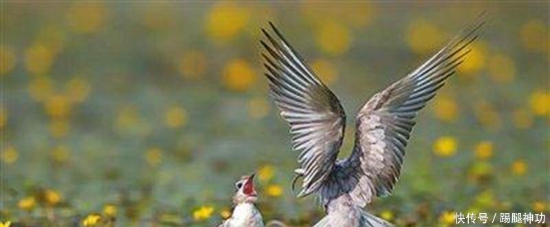 河北最“坑”景点,火了之后步步是坑,游客收费方式绝了!